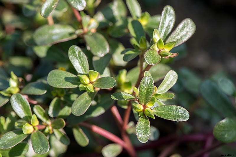 How to Plant and Grow Purslane