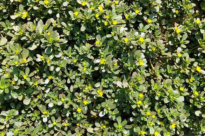 How to Plant and Grow Purslane