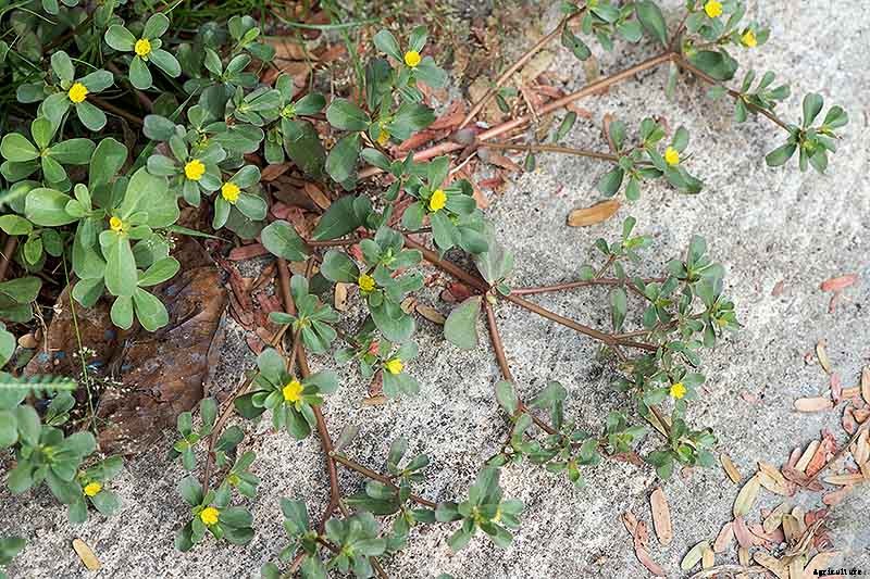 How to Plant and Grow Purslane