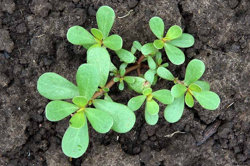 How to Plant and Grow Purslane