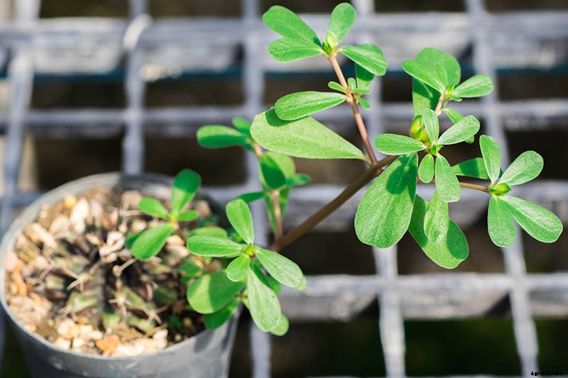 How to Plant and Grow Purslane