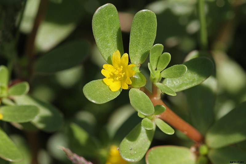 How to Plant and Grow Purslane