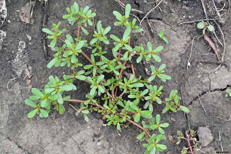 How to Plant and Grow Purslane