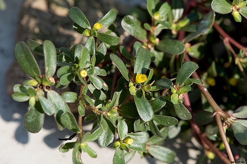 How to Plant and Grow Purslane