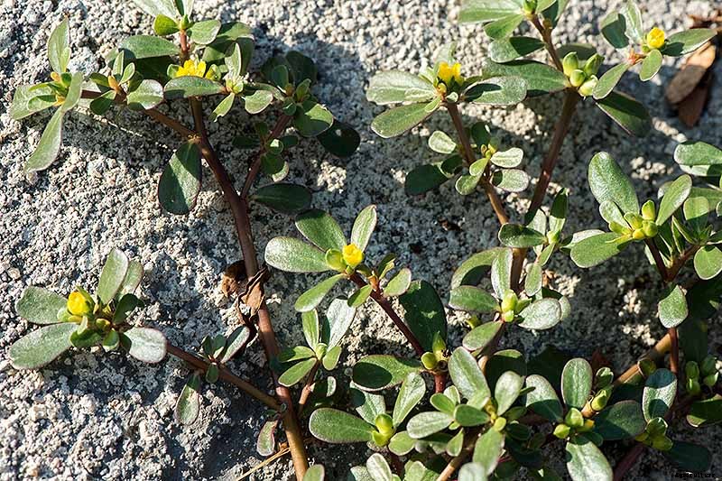 How to Plant and Grow Purslane