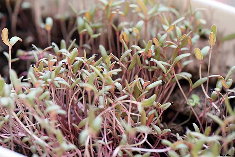 How to Plant and Grow Purslane