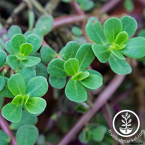 How to Plant and Grow Purslane