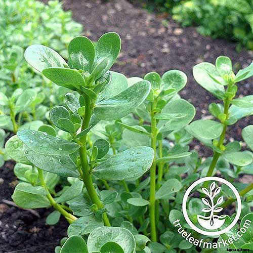 How to Plant and Grow Purslane