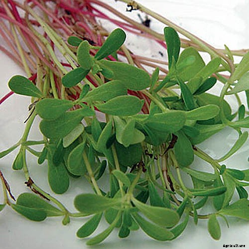 How to Plant and Grow Purslane