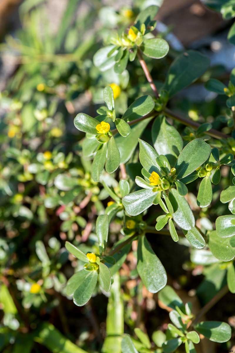How to Plant and Grow Purslane