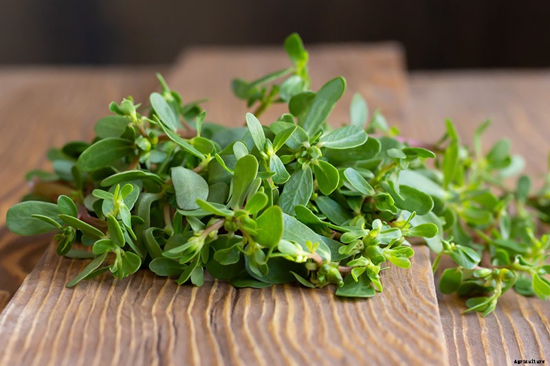 How to Plant and Grow Purslane