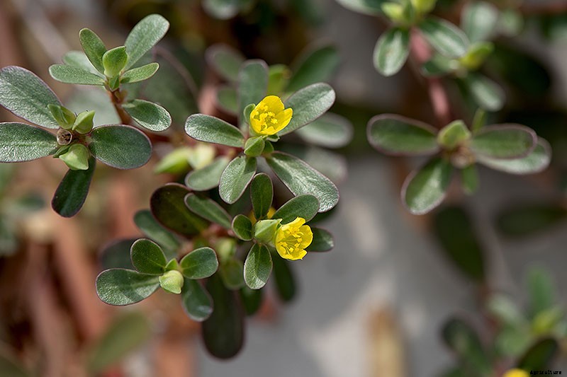 How to Plant and Grow Purslane