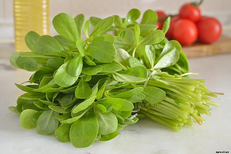 How to Plant and Grow Purslane