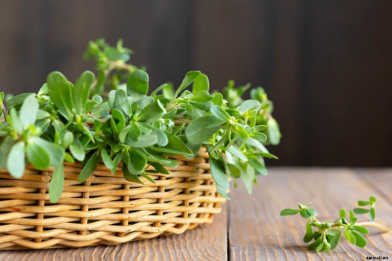 How to Plant and Grow Purslane