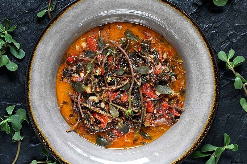 How to Plant and Grow Purslane