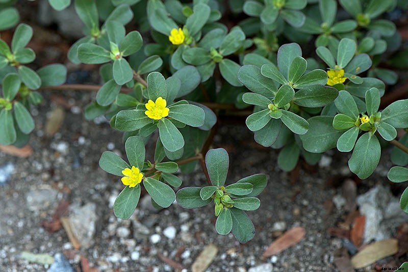 How to Plant and Grow Purslane