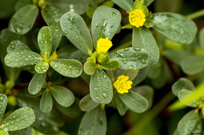 How to Plant and Grow Purslane