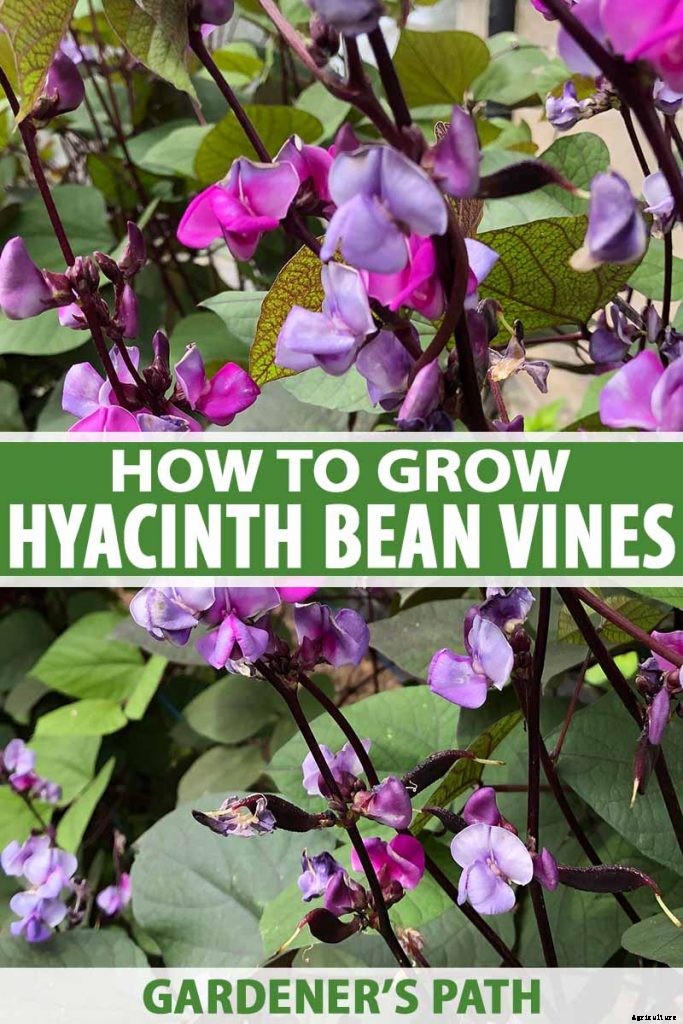 How to Grow Hyacinth Bean Vines