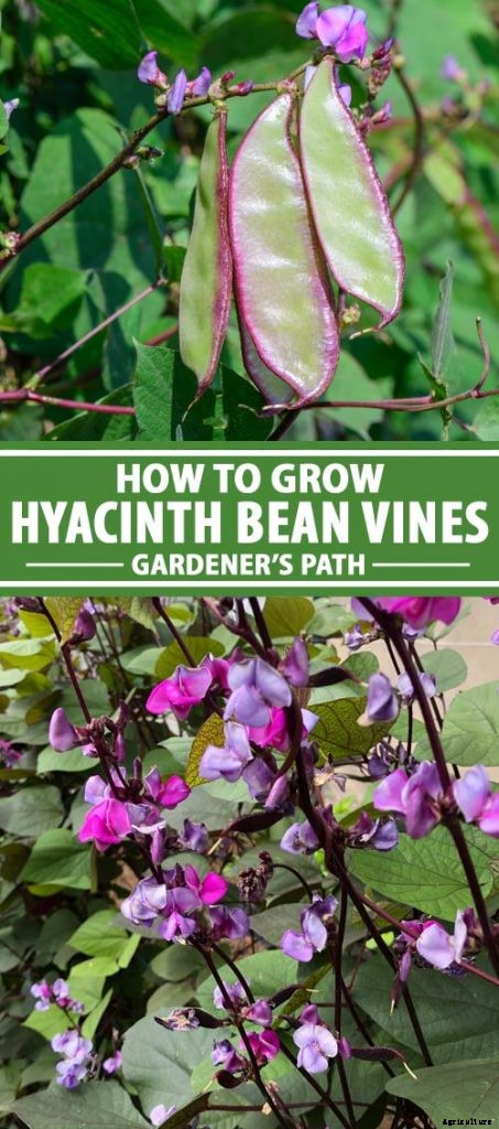 How to Grow Hyacinth Bean Vines
