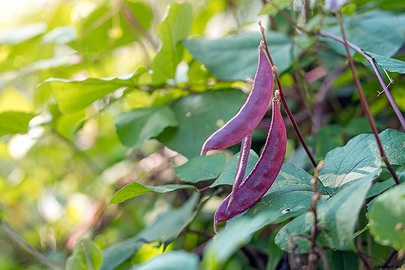 How to Grow Hyacinth Bean Vines