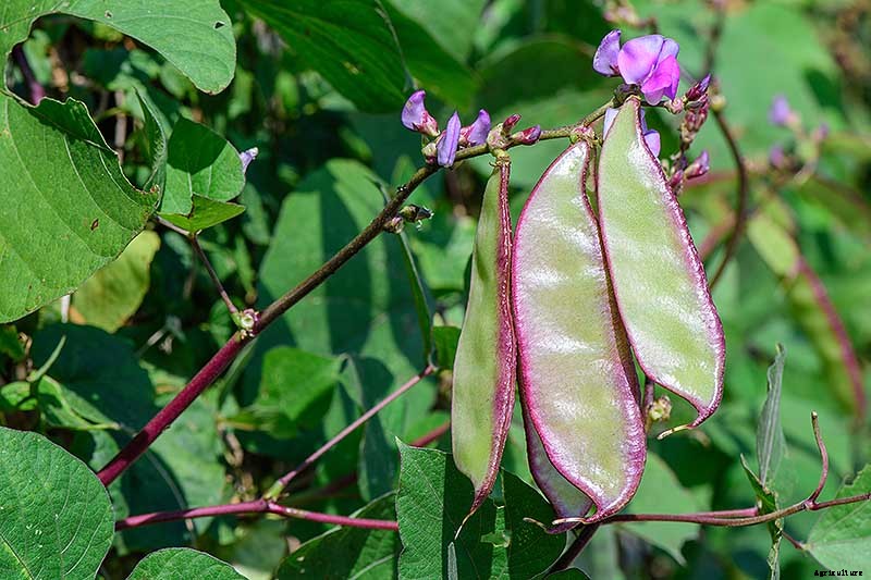How to Grow Hyacinth Bean Vines