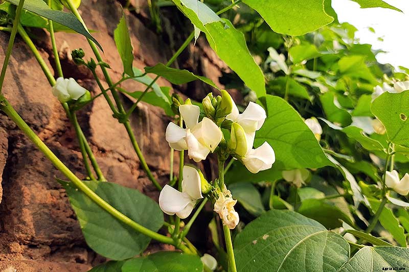 How to Grow Hyacinth Bean Vines