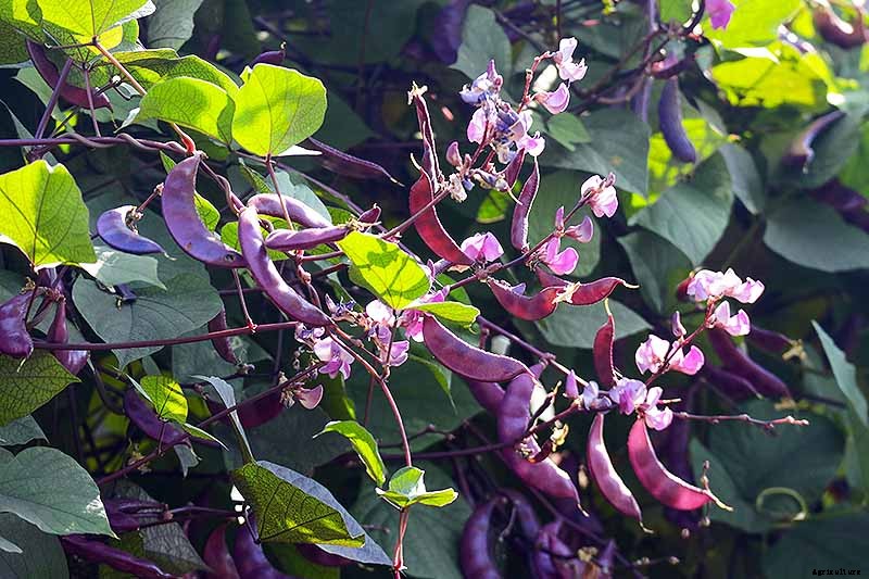 How to Grow Hyacinth Bean Vines