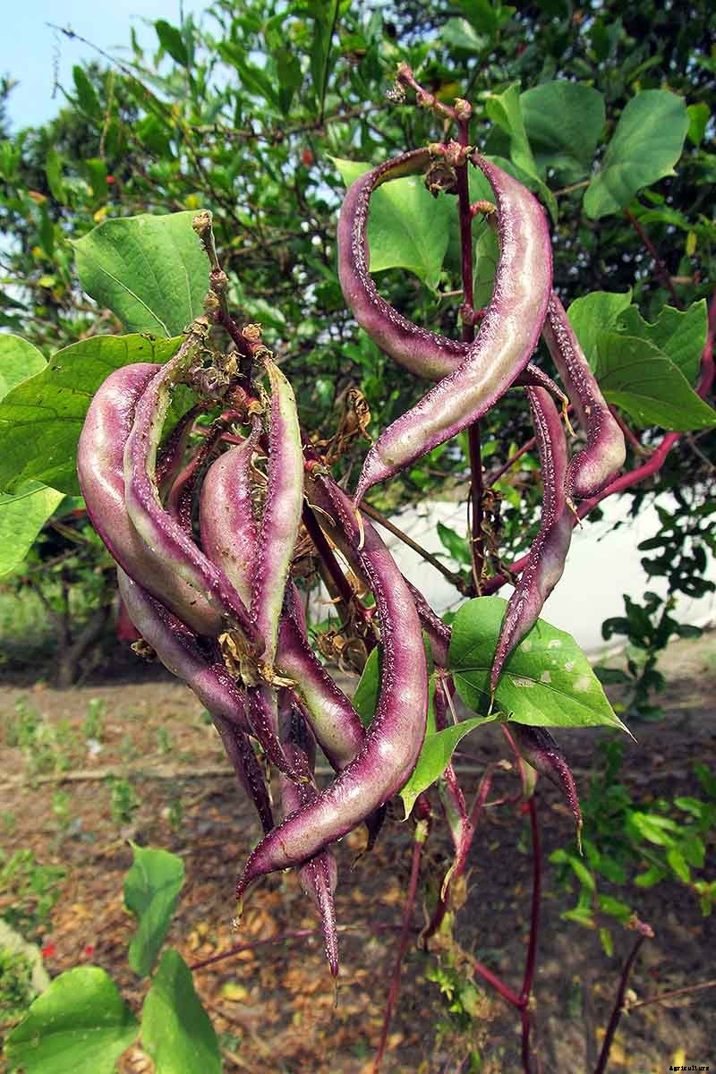 How to Grow Hyacinth Bean Vines