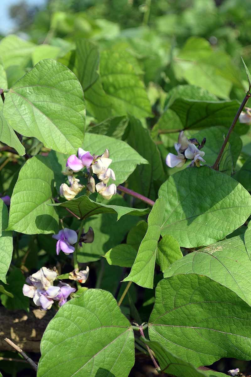 How to Grow Hyacinth Bean Vines