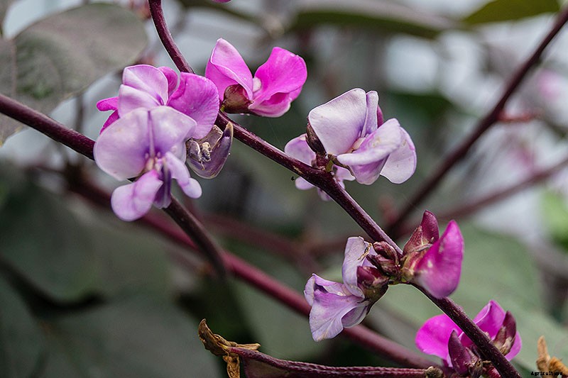 How to Grow Hyacinth Bean Vines