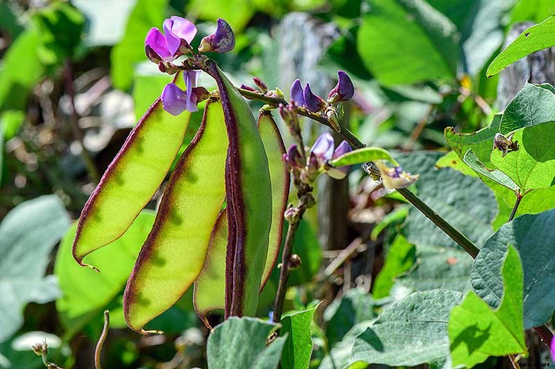 How to Grow Hyacinth Bean Vines