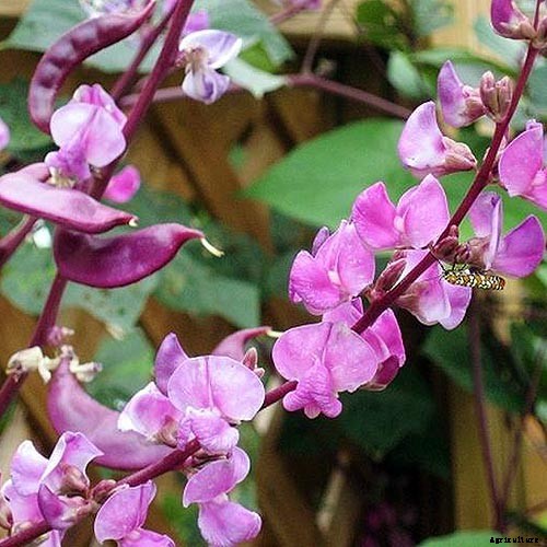 How to Grow Hyacinth Bean Vines