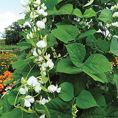 How to Grow Hyacinth Bean Vines
