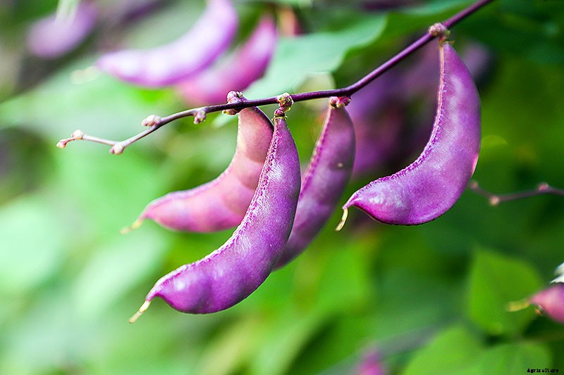 How to Grow Hyacinth Bean Vines
