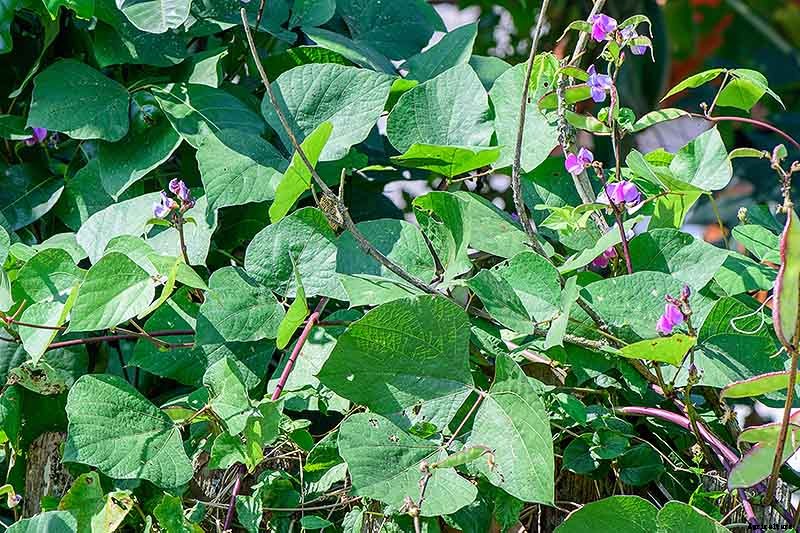 How to Grow Hyacinth Bean Vines