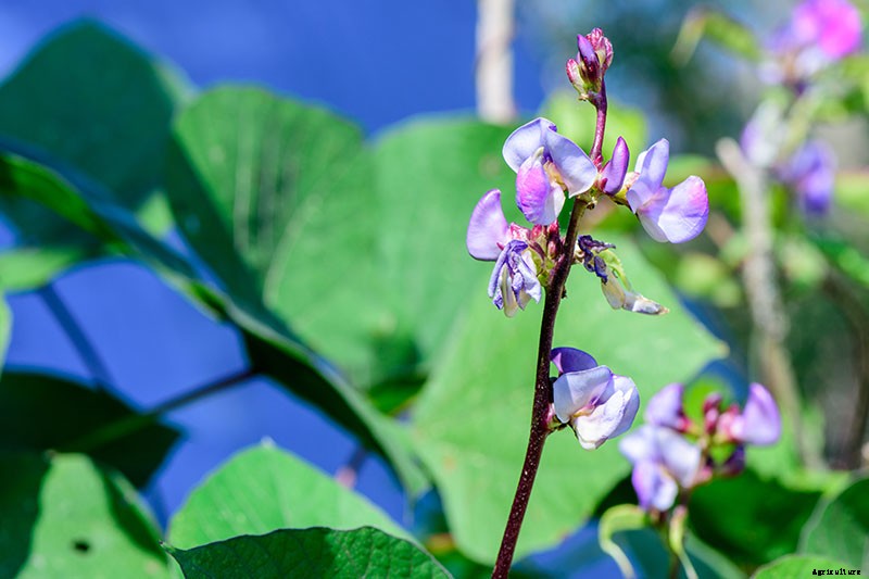 How to Grow Hyacinth Bean Vines