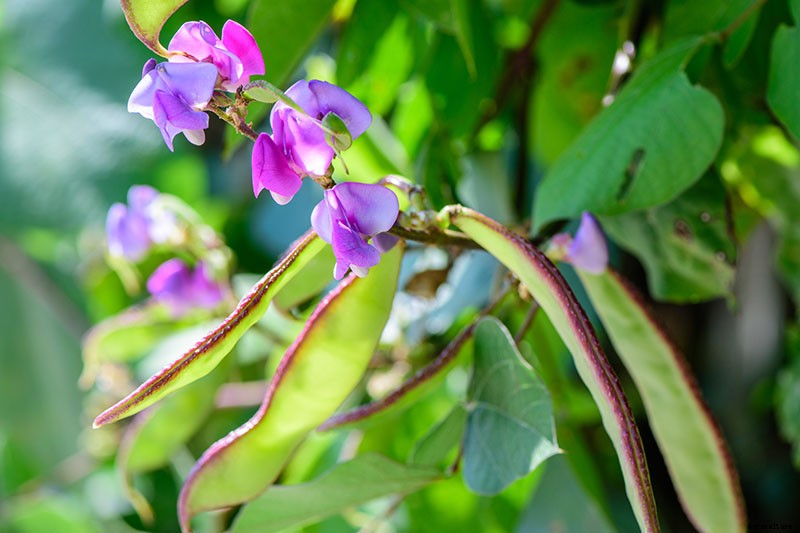 How to Grow Hyacinth Bean Vines