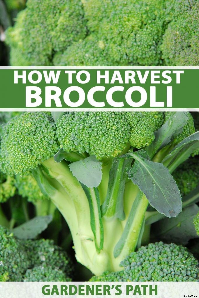 How to Harvest Broccoli: A Crop that Keeps on Giving