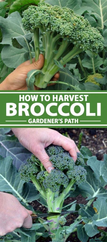 How to Harvest Broccoli: A Crop that Keeps on Giving