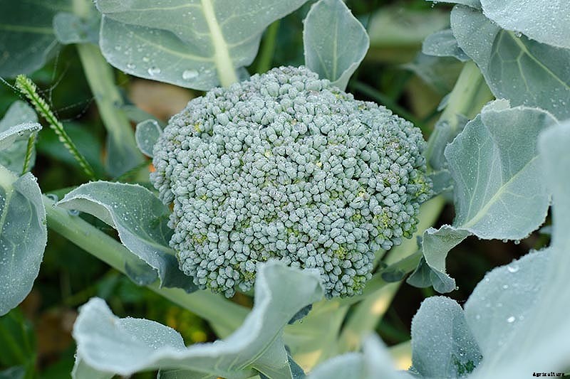 How to Harvest Broccoli: A Crop that Keeps on Giving