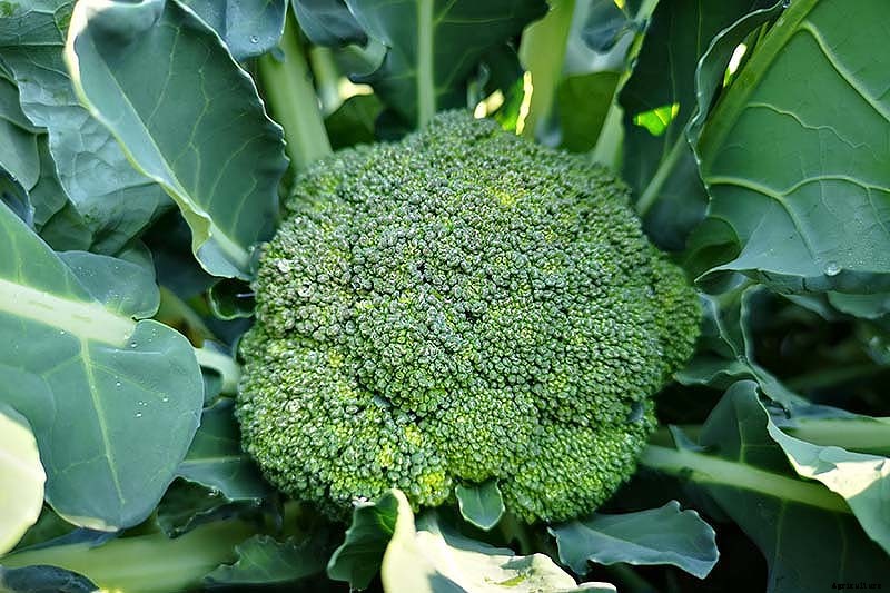 How to Harvest Broccoli: A Crop that Keeps on Giving