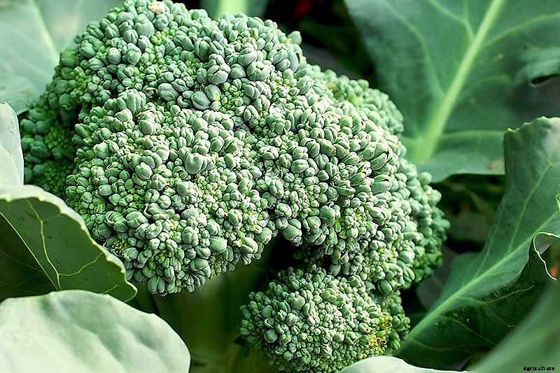 How to Harvest Broccoli: A Crop that Keeps on Giving