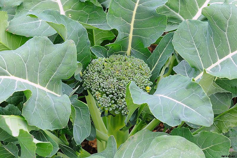 How to Harvest Broccoli: A Crop that Keeps on Giving