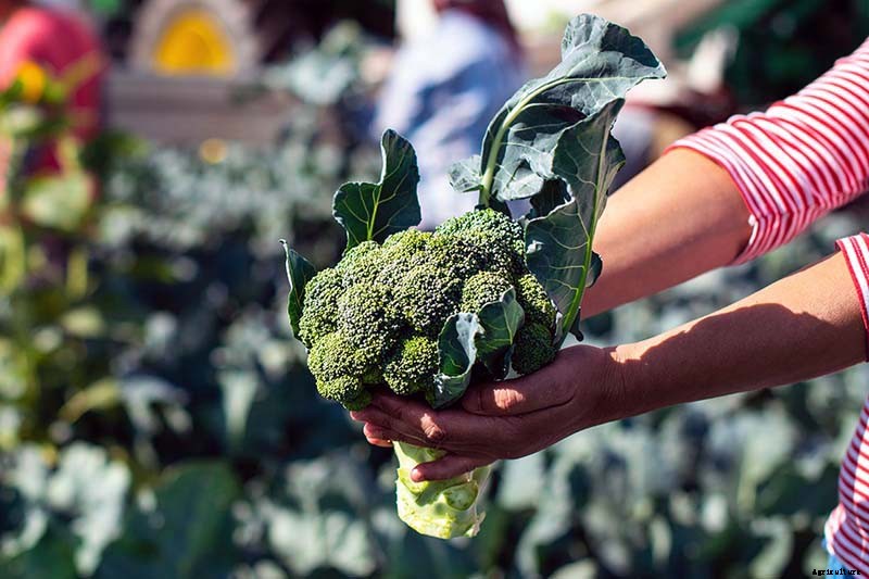 How to Harvest Broccoli: A Crop that Keeps on Giving