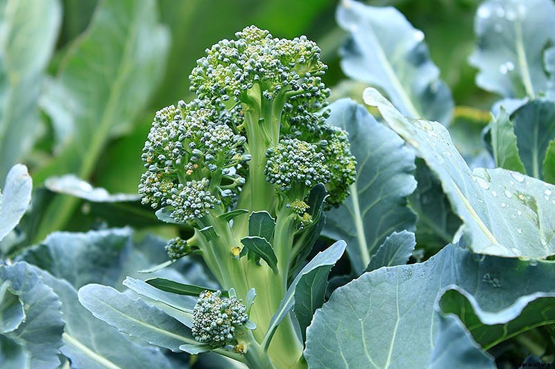 How to Harvest Broccoli: A Crop that Keeps on Giving