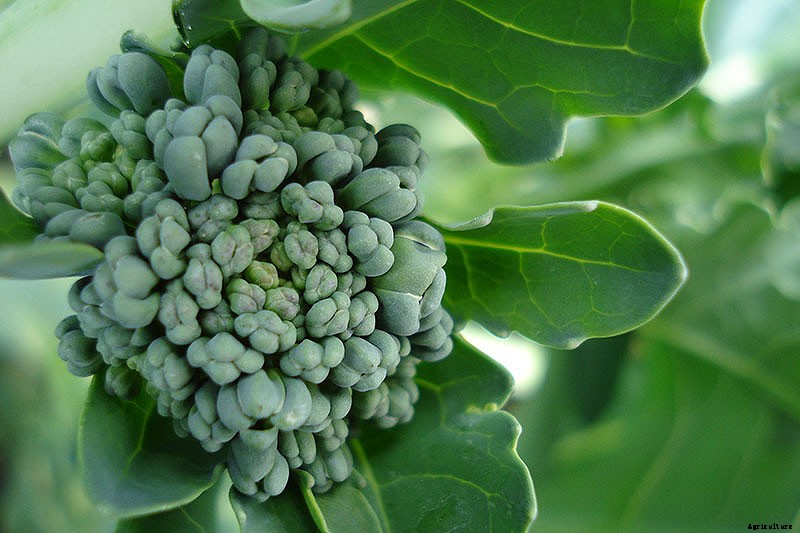 How to Harvest Broccoli: A Crop that Keeps on Giving