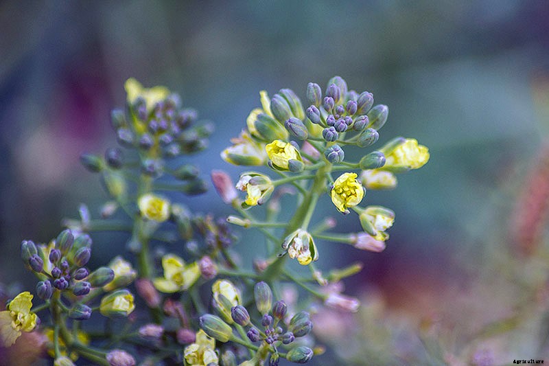 How to Harvest Broccoli: A Crop that Keeps on Giving