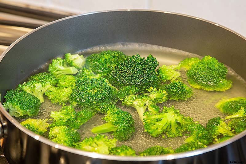 How to Harvest Broccoli: A Crop that Keeps on Giving