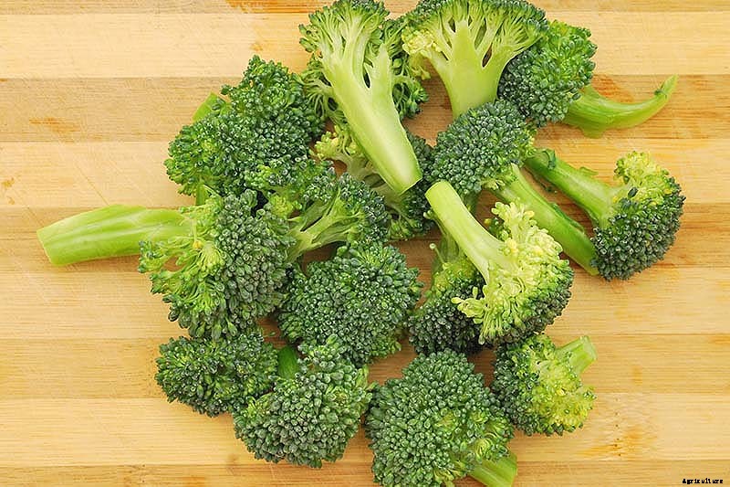 How to Harvest Broccoli: A Crop that Keeps on Giving