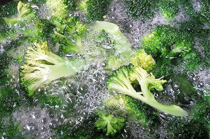 How to Harvest Broccoli: A Crop that Keeps on Giving
